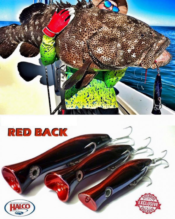 Halco Poppers - Halco Roosta Popper - Red Back Colour -Ray